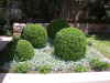 Northbridge garden