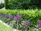 Northbridge garden