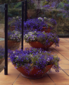 Northbridge balcony